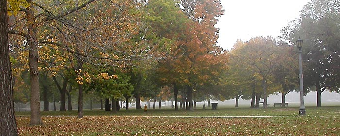 foggy park