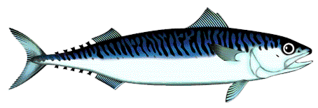 mackerel